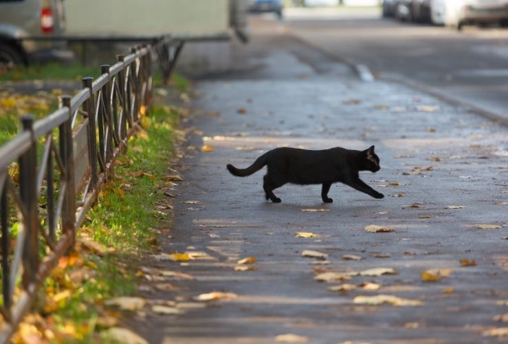Black cat crossing path towards the road