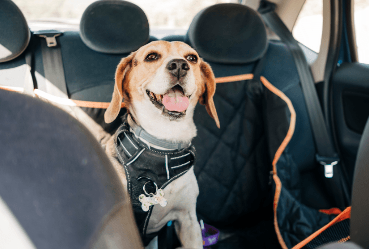Dog with car seatbelt harness