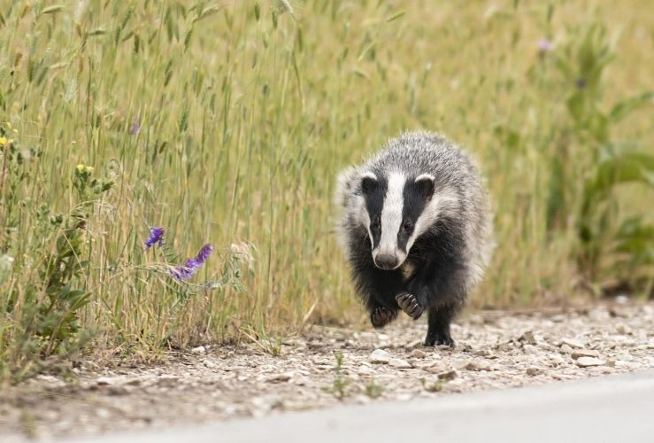 Badger running along the side of a road