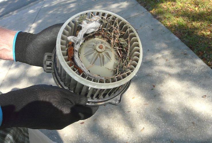 Mouse nest in car blower fan