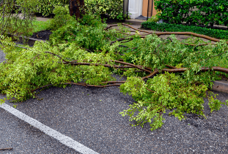 Fallen tree in road, damaged by wind
