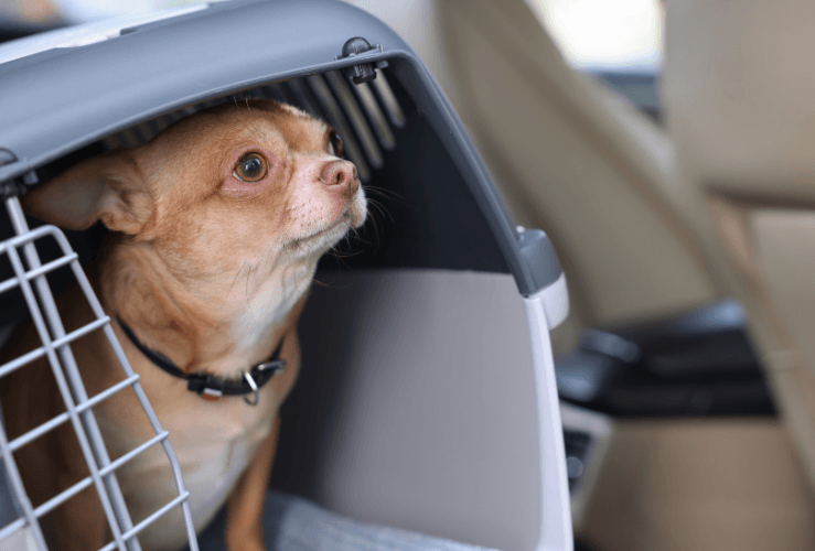chihuahua dog inside pet carrier in car