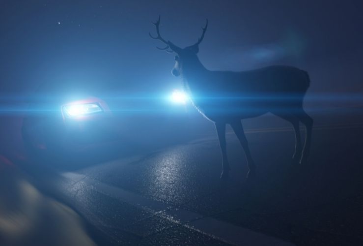 Deer in headlights at night