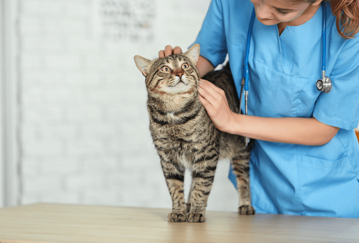 Cat being examined by vet