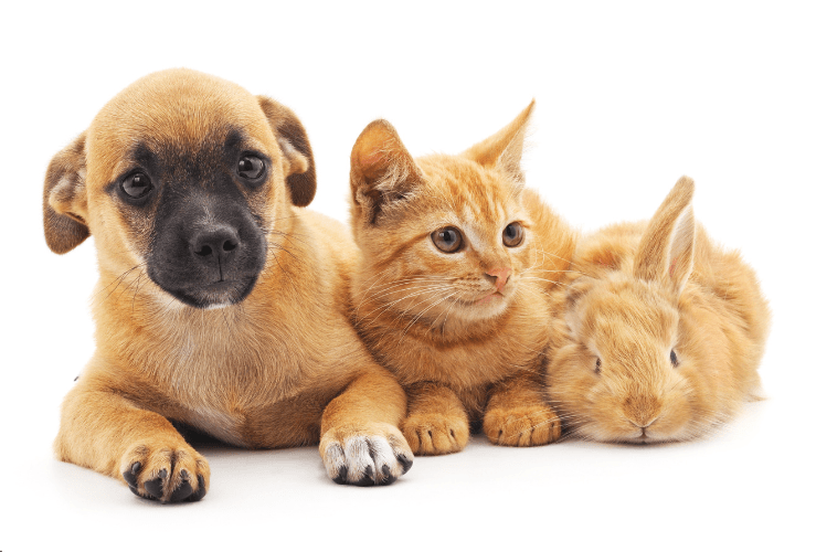 Pet insurance for cats, dogs and rabbits