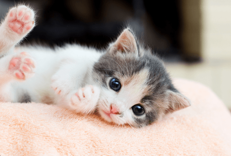 Compare pet insurance for kittens