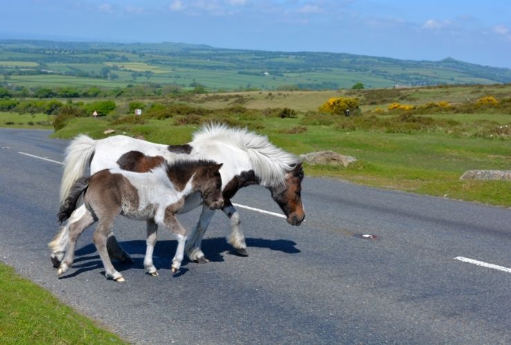 Horses in the road on Dartmoor