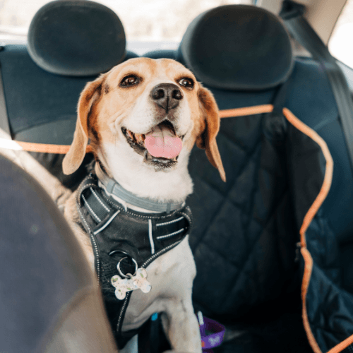 Pet travel: Making road trips comfortable for your dog