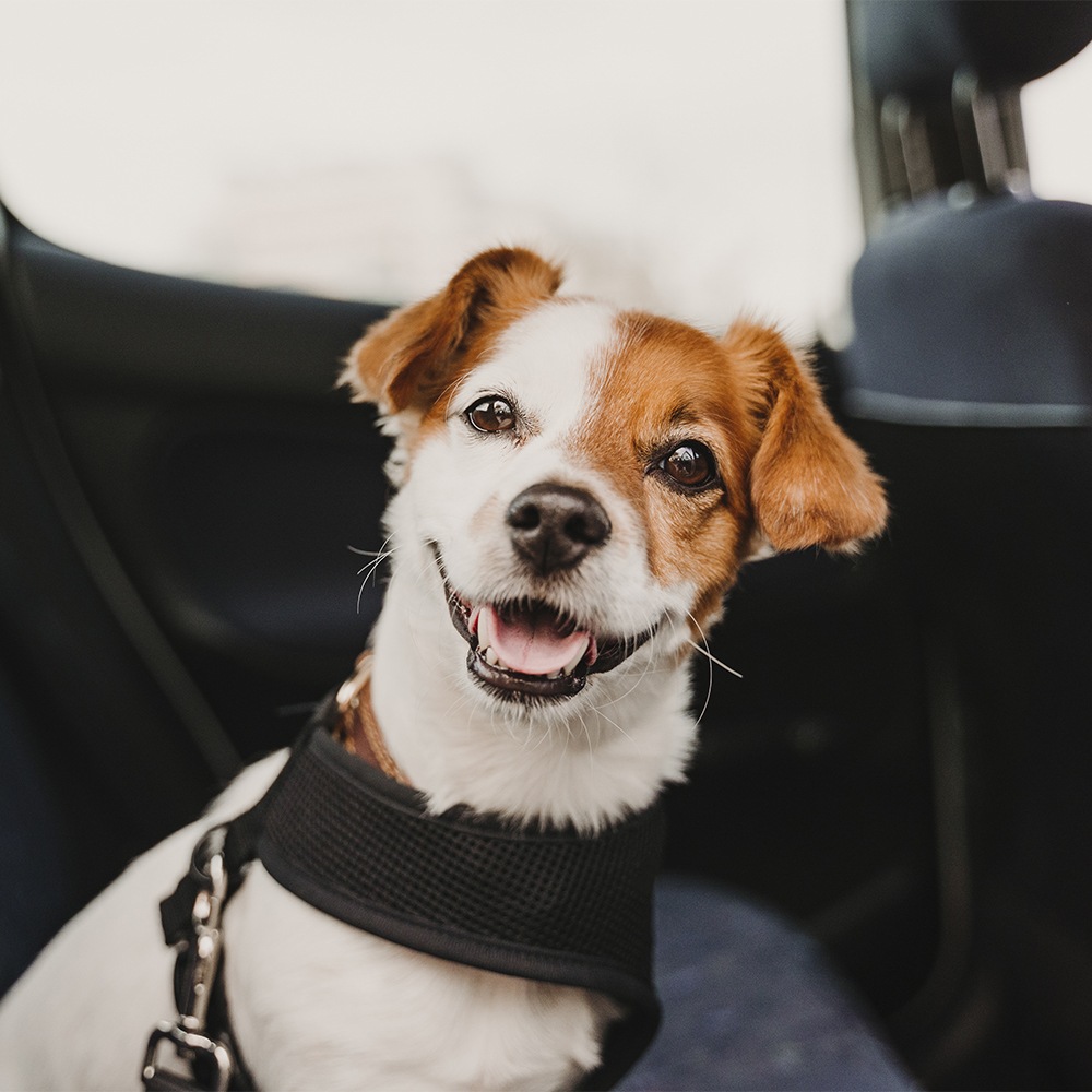 Driving safely with a pet in your car