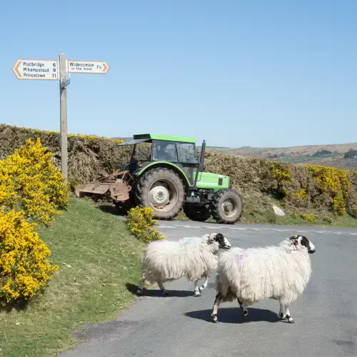 Animals on the road: How to avoid collisions and breakdowns